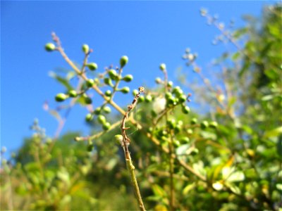 Gewöhnlicher Liguster (Ligustrum vulgare) an der A61 im Landschaftsschutzgebiet „Hockenheimer Rheinbogen“