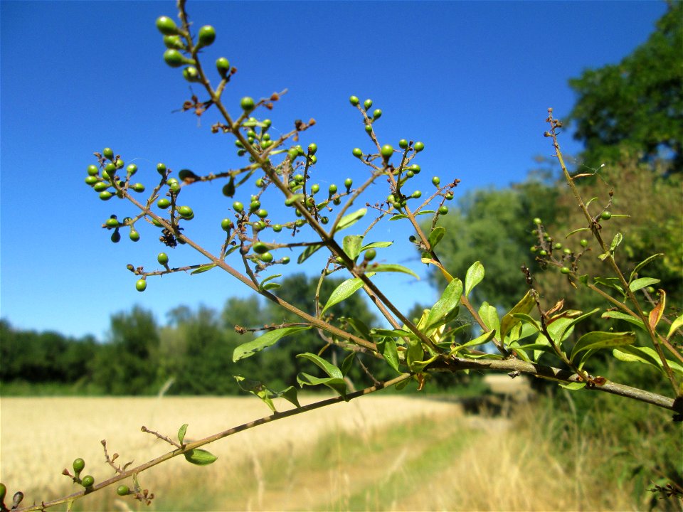 Gewöhnlicher Liguster (Ligustrum vulgare) an der A61 im Landschaftsschutzgebiet „Hockenheimer Rheinbogen“