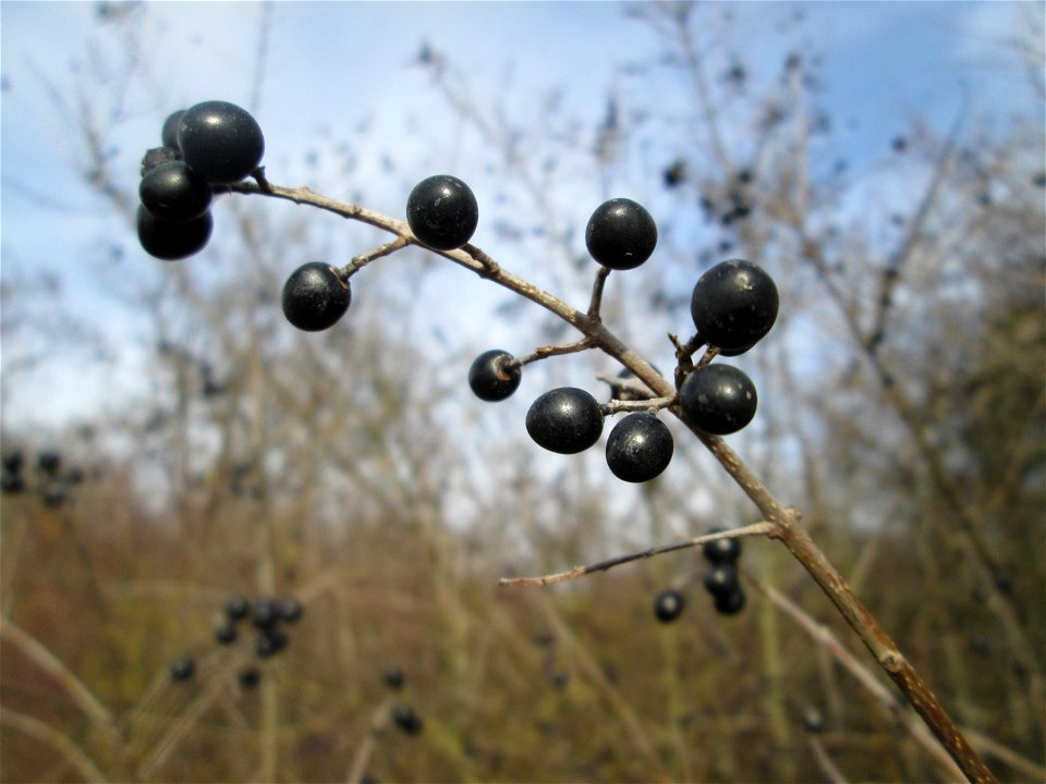 Gewöhnlicher Liguster (Ligustrum vulgare) am Stadtrand von Hockenheim