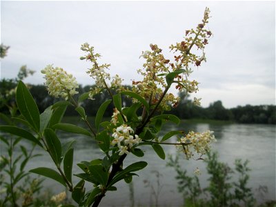 Gewöhnlicher Liguster (Ligustrum vulgare) am Rheinufer im Naturschutzgebiet „Ketscher Rheininsel“