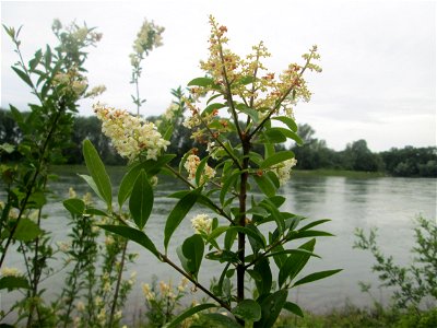 Gewöhnlicher Liguster (Ligustrum vulgare) am Rheinufer im Naturschutzgebiet „Ketscher Rheininsel“