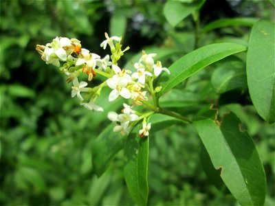 Gewöhnliche Liguster (Ligustrum vulgare) im Naturschutzgebiet „St. Arnualer Wiesen“