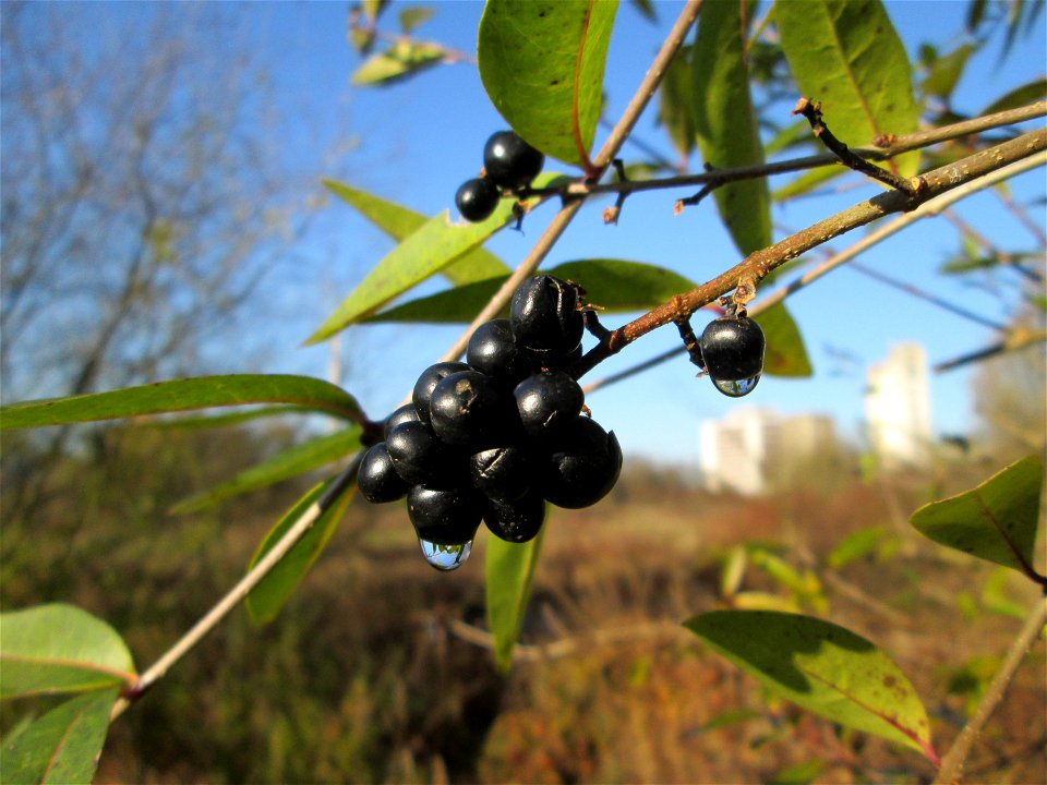 Gewöhnliche Liguster (Ligustrum vulgare) im Naturschutzgebiet „Sankt Arnualer Wiesen“