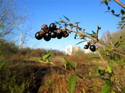 Gewöhnliche Liguster (Ligustrum vulgare) im Naturschutzgebiet „Sankt Arnualer Wiesen“