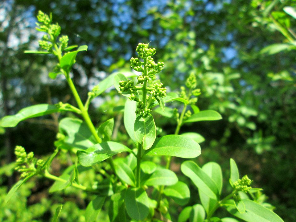 Gewöhnliche Liguster (Ligustrum vulgare) im Naturschutzgebiet „St. Arnualer Wiesen“