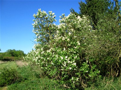 Gewöhnlicher Liguster (Ligustrum vulgare) im Güdinger Allmet