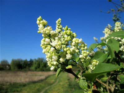 Gewöhnlicher Liguster (Ligustrum vulgare) im Güdinger Allmet