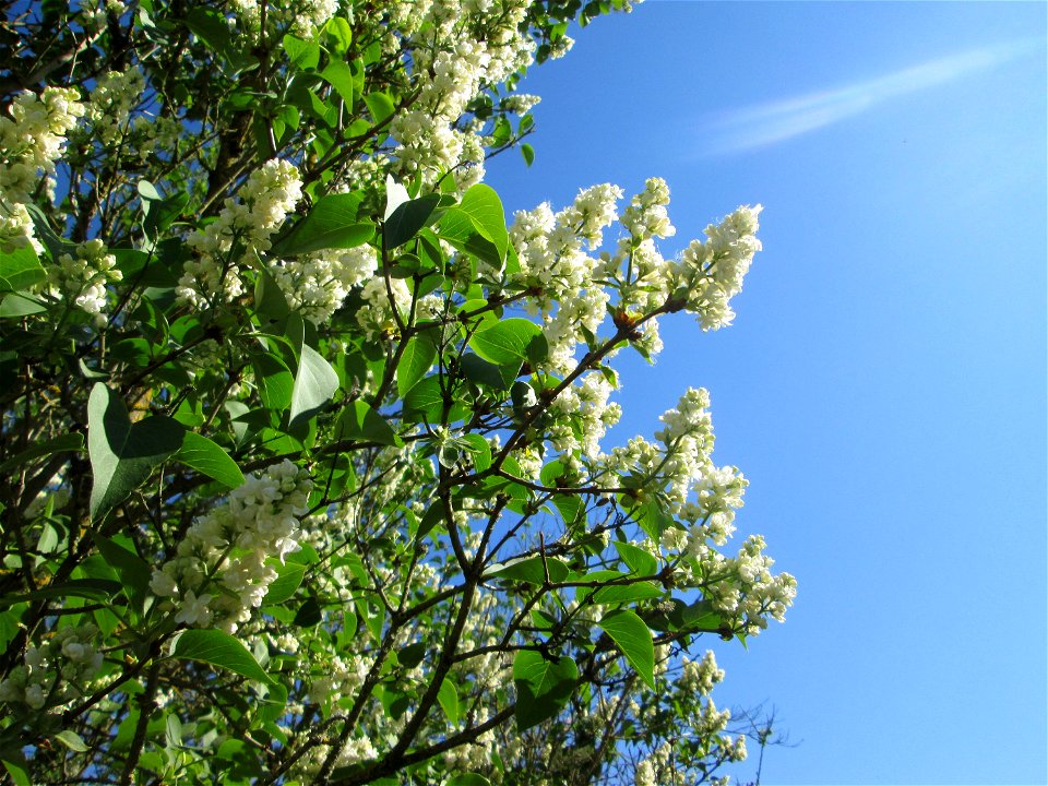 Gewöhnlicher Liguster (Ligustrum vulgare) im Güdinger Allmet