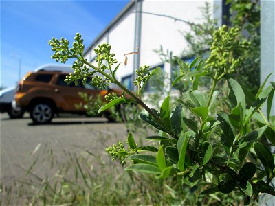 Gewöhnlicher Liguster (Ligustrum vulgare) in Brebach