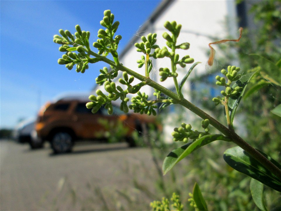 Gewöhnlicher Liguster (Ligustrum vulgare) in Brebach
