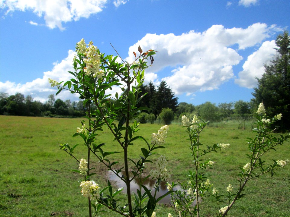Gewöhnliche Liguster (Ligustrum vulgare) im Almet in Sankt Arnual