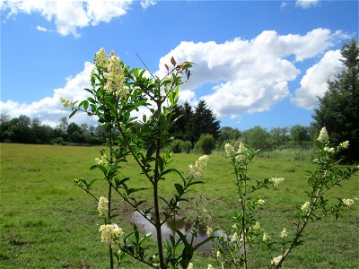 Gewöhnliche Liguster (Ligustrum vulgare) im Almet in Sankt Arnual