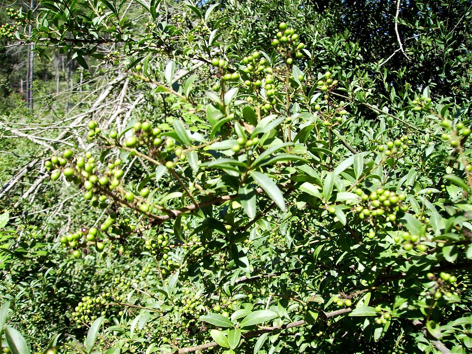 Image:Ligustrum_vulgare.jpg

Ligustrum vulgare (privet, olivereta) green inmature fruits at Castelltallat, Catalonia