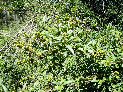 Image:Ligustrum_vulgare.jpg

Ligustrum vulgare (privet, olivereta) green inmature fruits at Castelltallat, Catalonia