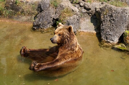Nature park animal world fur