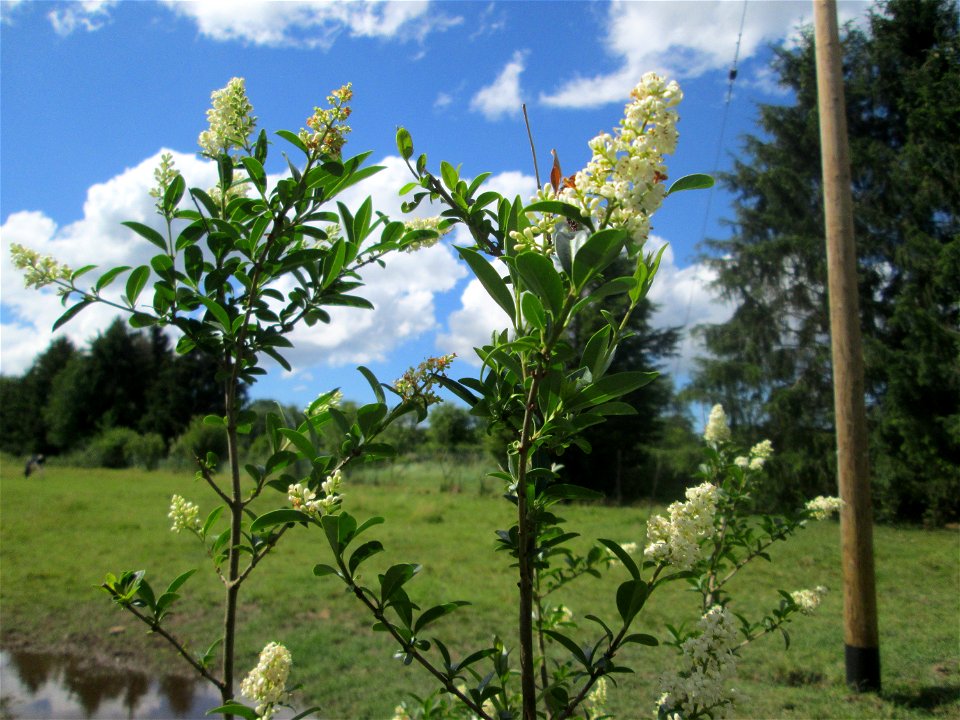 Gewöhnliche Liguster (Ligustrum vulgare) im Almet in Sankt Arnual