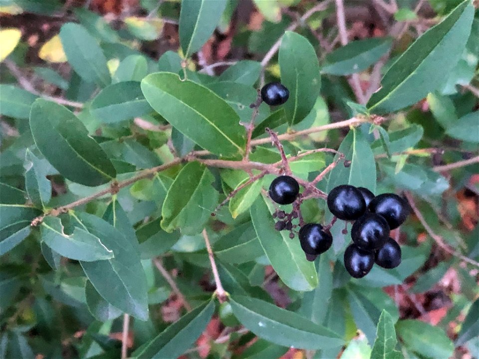 Common Privet (Ligustrum vulgare)