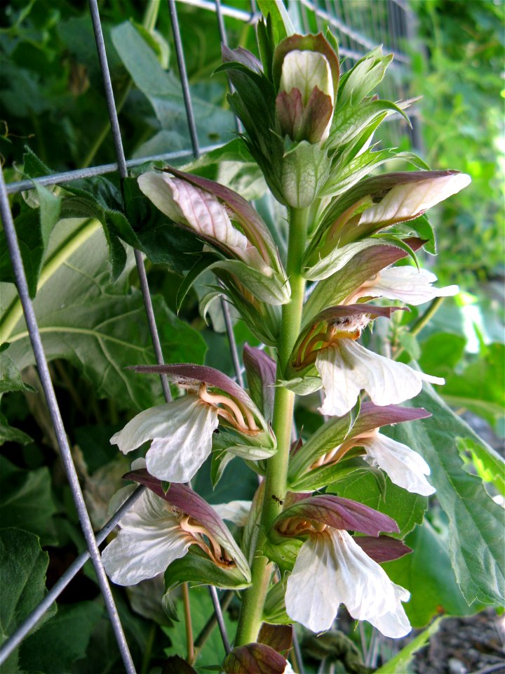 Fiore di acantus mollis Latina:  Acanthus mollis