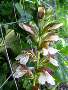 Fiore di acantus mollis Latina:  Acanthus mollis