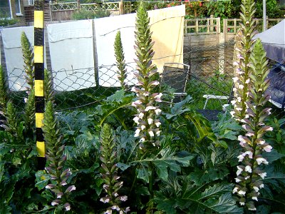 Acanthus mollis, also called Bear's Britches, growing in a suburban garden.