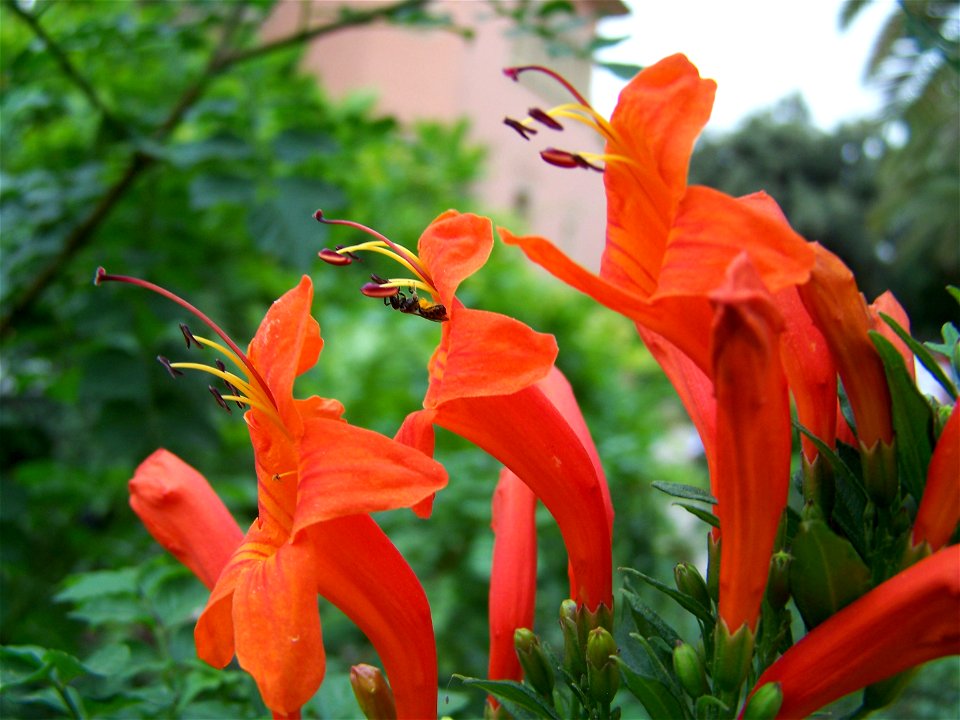 Tecoma capensis, 3 flowers with a pollen eating bee, photo taken in Park Güell, Barcelona