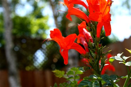 w:Tecoma capensis