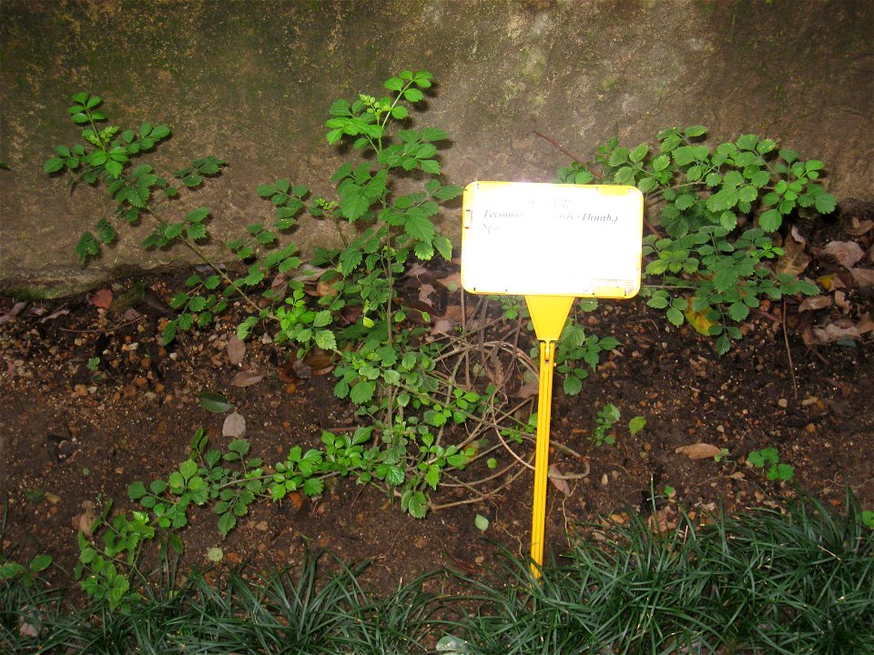 Tecomaria capensis. Plant specimen in the Hong Kong Zoological and Botanical Gardens, Hong Kong.