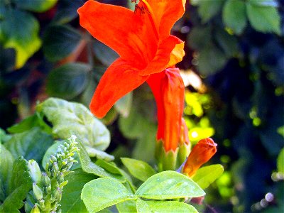 Tecomaria capensis flower close up, Torrelamata, Torrevieja, Alicante, Spain