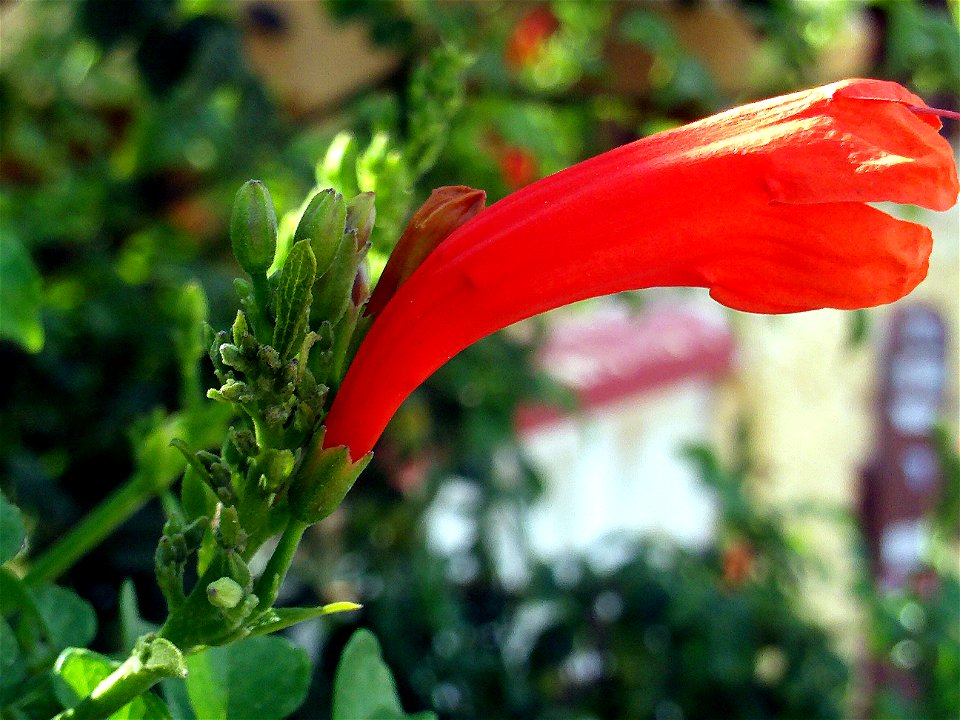 Tecomaria capensis flower close up, Torrelamata, Torrevieja, Alicante, Spain