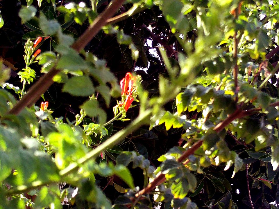 Tecomaria capensis stem and leaves, Torrelamata, Torrevieja, Alicante, Spain