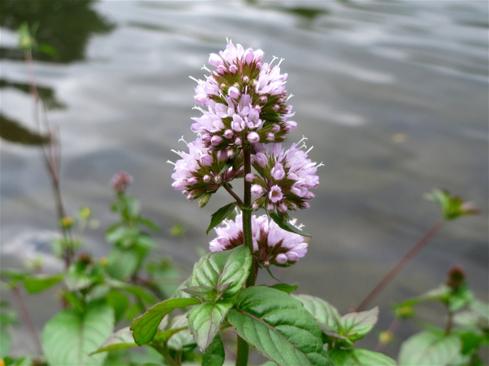 Wasserminze (Mentha aquatica) an der Saar in Saarbrücken