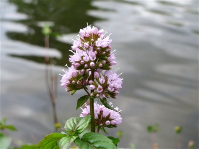 Wasserminze (Mentha aquatica) an der Saar in Saarbrücken