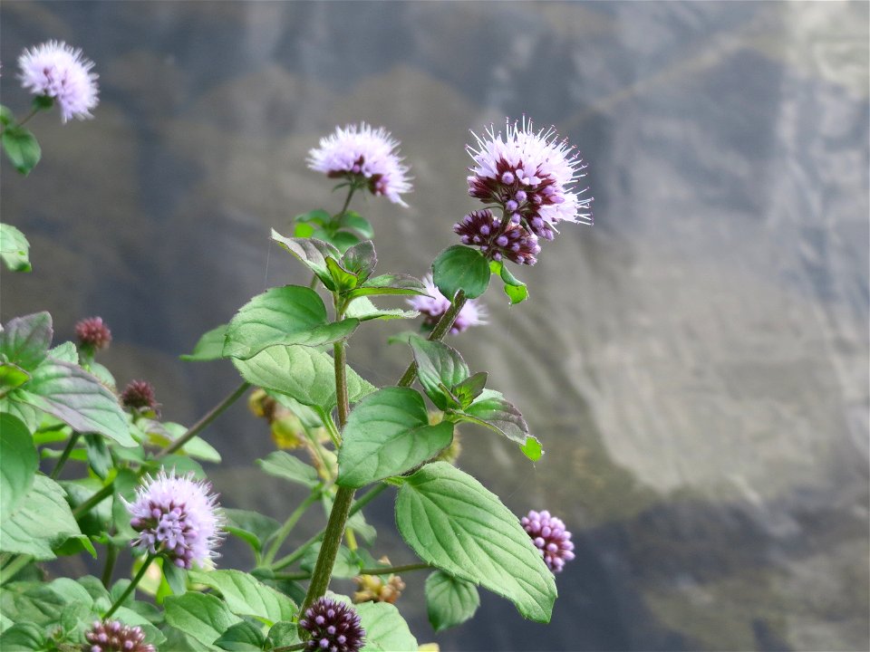 Wasserminze (Mentha aquatica) an der Saar in Saarbrücken