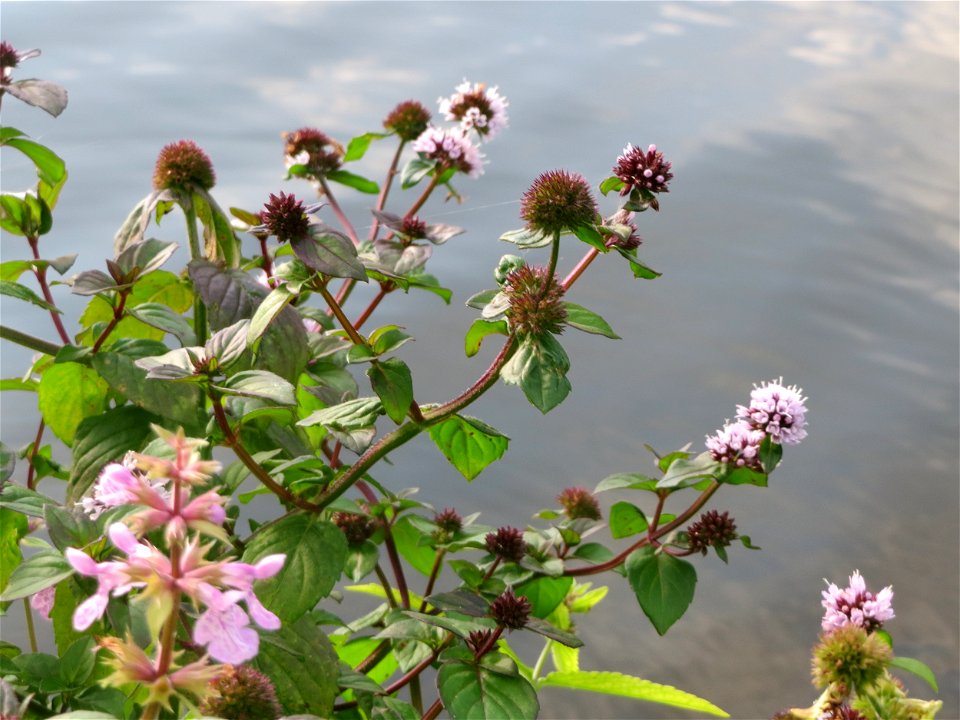 Wasserminze (Mentha aquatica) an der Saar in Saarbrücken