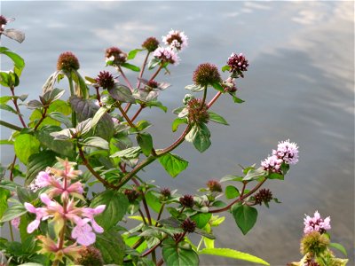 Wasserminze (Mentha aquatica) an der Saar in Saarbrücken