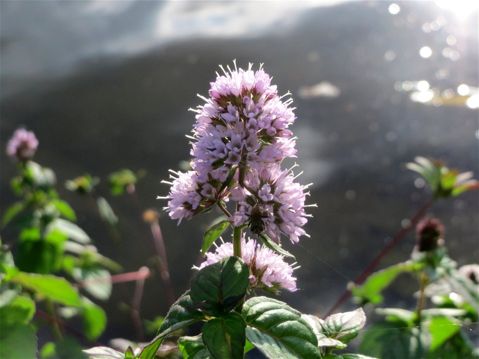 Wasserminze (Mentha aquatica) an der Saar in Saarbrücken