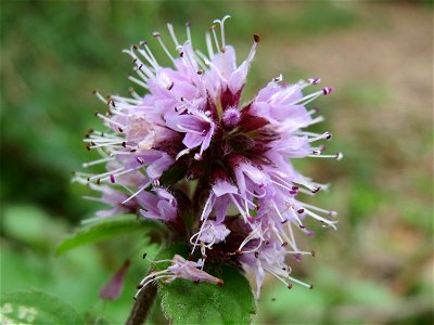 Wasserminze (Mentha aquatica) am Reilinger See