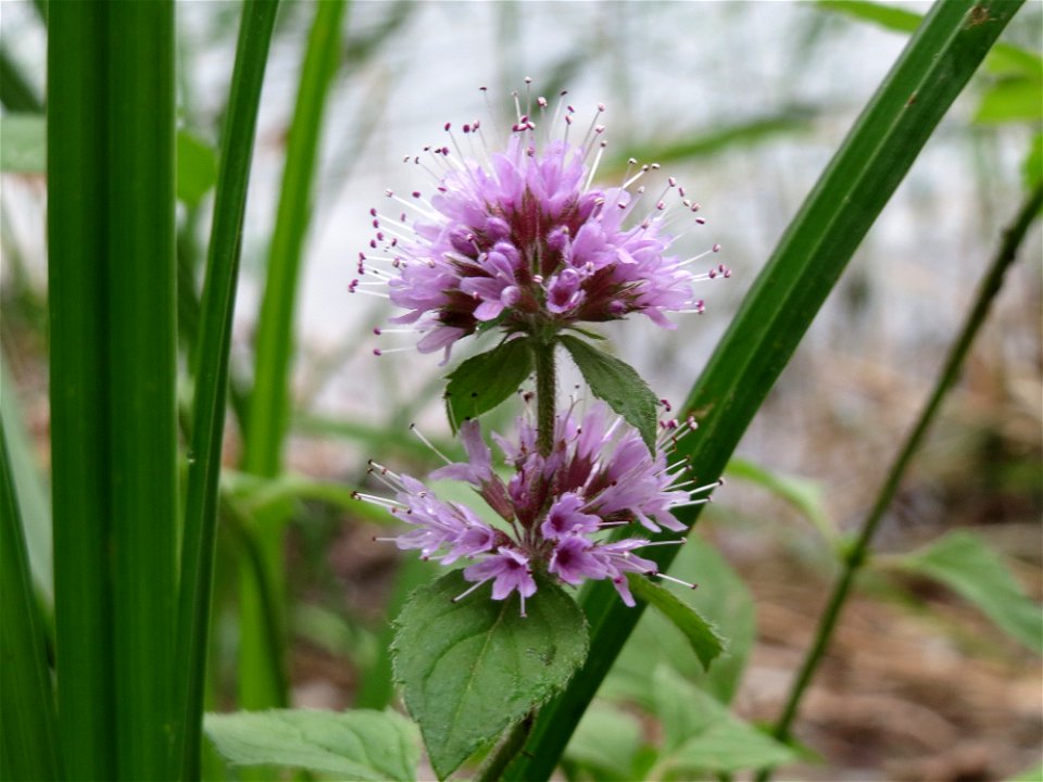 Wasserminze (Mentha aquatica) am Reilinger See