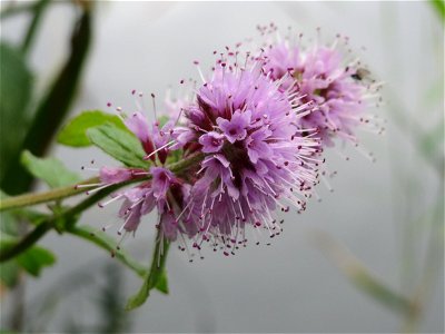 Wasserminze (Mentha aquatica) am Reilinger See