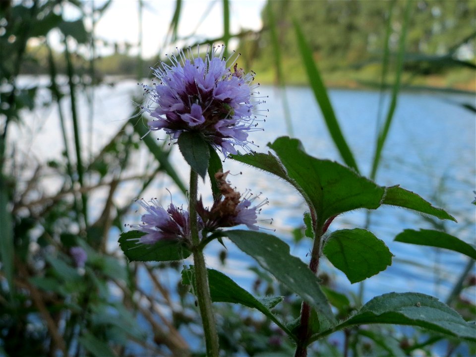 Wasserminze (Mentha aquatica) am Reilinger See