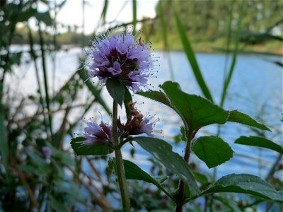 Wasserminze (Mentha aquatica) am Reilinger See