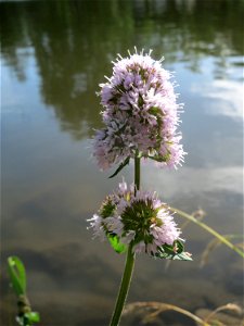 Wasserminze (Mentha aquatica) an der Saar in Saarbrücken