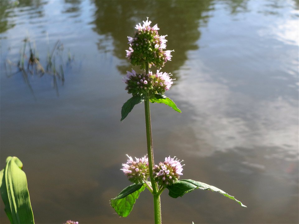 Wasserminze (Mentha aquatica) an der Saar in Saarbrücken
