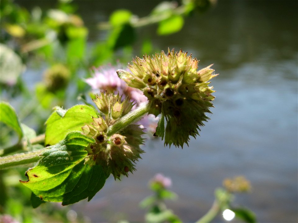 Wasserminze (Mentha aquatica) an der Saar in Saarbrücken