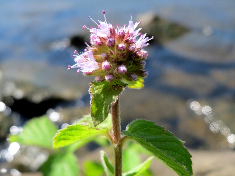 Wasserminze (Mentha aquatica) an der Saar in Saarbrücken