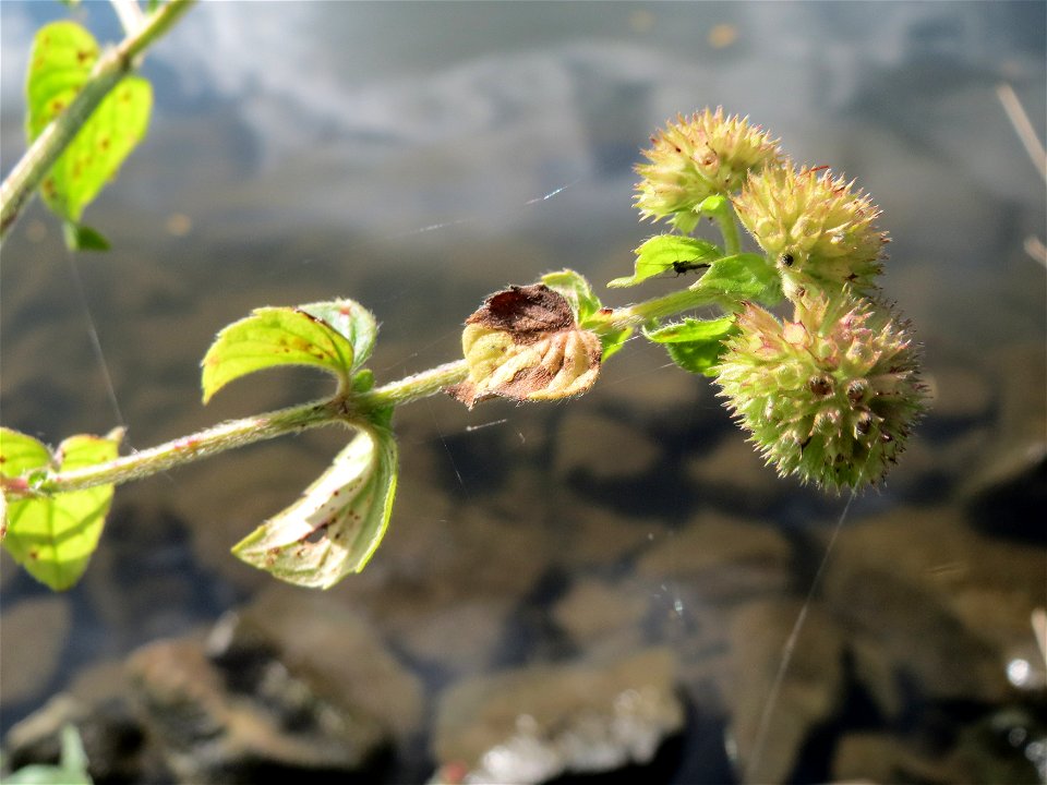 Wasserminze (Mentha aquatica) an der Saar in Saarbrücken