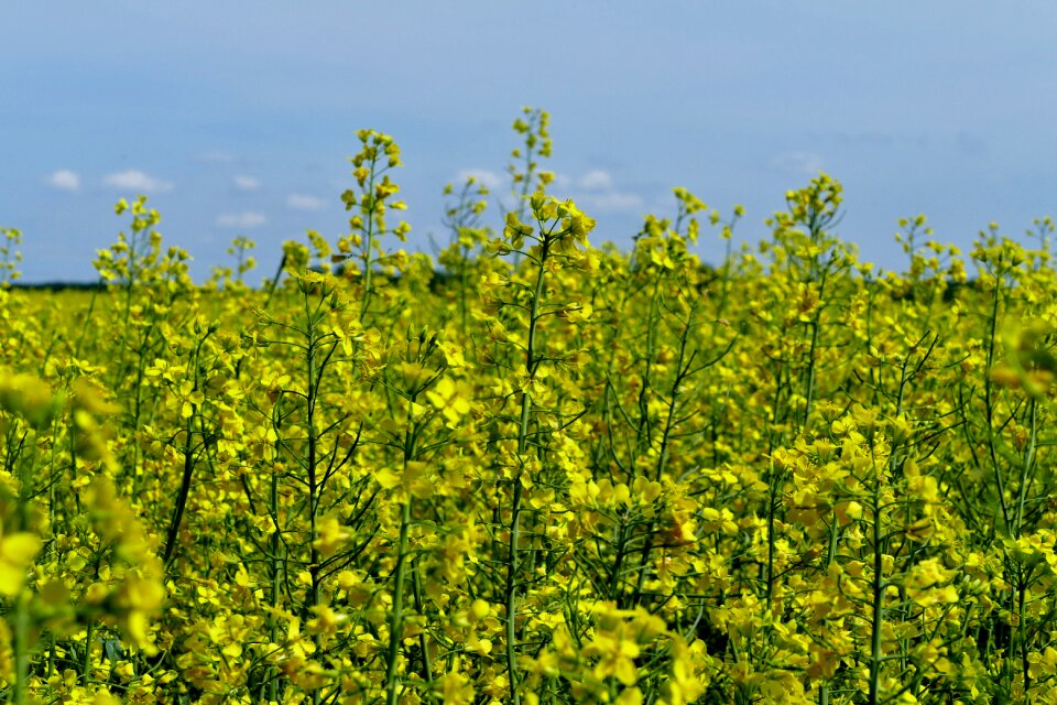 Cultivation commodity agriculture