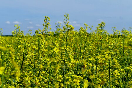 Cultivation commodity agriculture