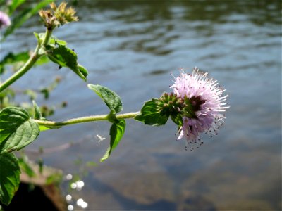 Wasserminze (Mentha aquatica) an der Saar in Saarbrücken