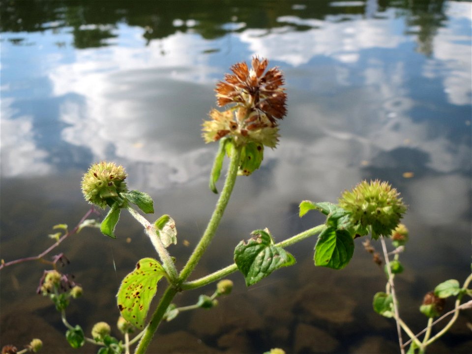 Wasserminze (Mentha aquatica) an der Saar in Saarbrücken
